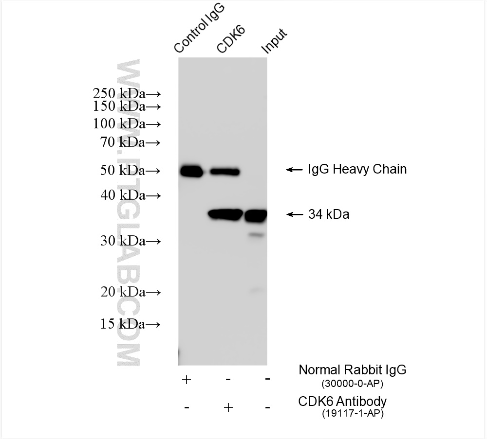 Immunoprecipitation (IP) experiment of Jurkat cells using CDK6 Polyclonal antibody (19117-1-AP)
