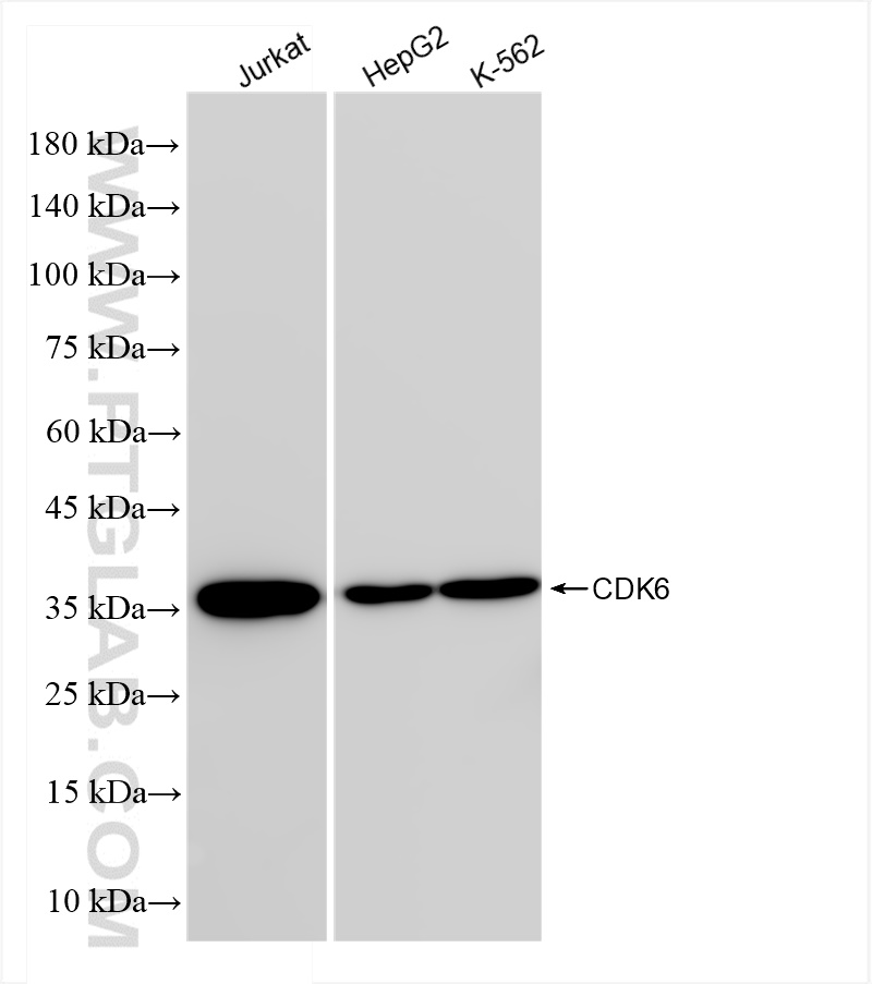 Western Blot (WB) analysis of various lysates using CDK6 Recombinant antibody (84200-1-RR)