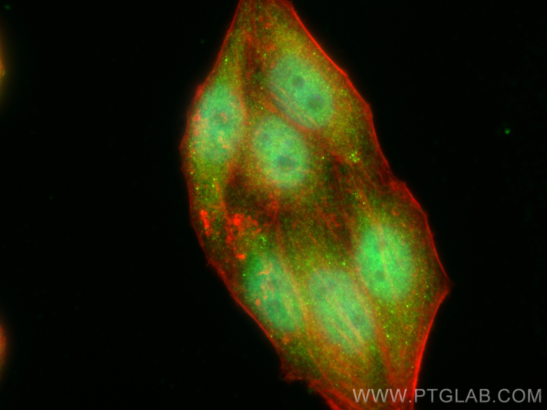 Immunofluorescence (IF) / fluorescent staining of HepG2 cells using CDK7 Polyclonal antibody (27027-1-AP)