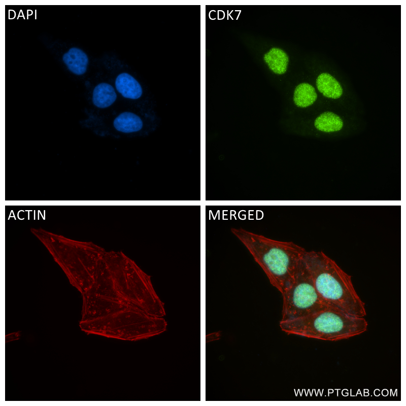 Immunofluorescence (IF) / fluorescent staining of HepG2 cells using CDK7 Recombinant antibody (83976-3-RR)