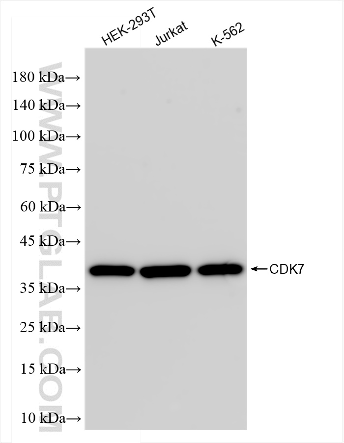 Western Blot (WB) analysis of various lysates using CDK7 Recombinant antibody (83976-3-RR)