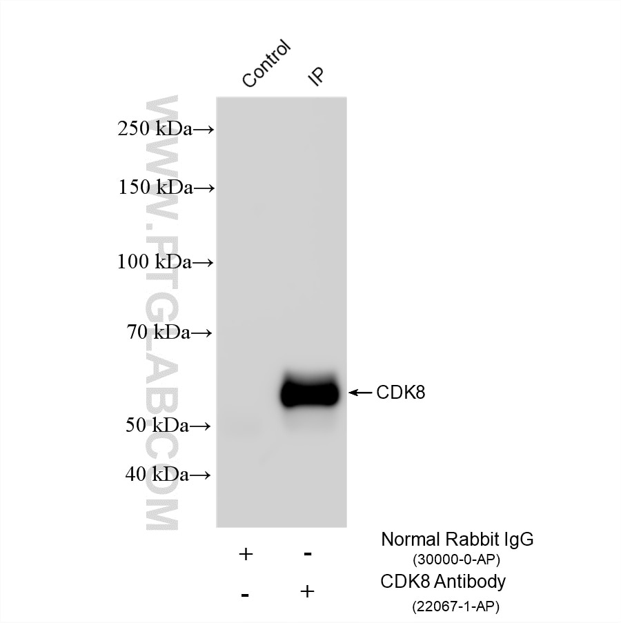 Immunoprecipitation (IP) experiment of NIH/3T3 cells using CDK8 Polyclonal antibody (22067-1-AP)