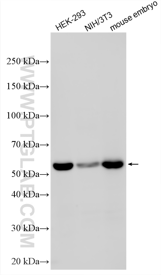 Western Blot (WB) analysis of various lysates using CDK8 Polyclonal antibody (22067-1-AP)