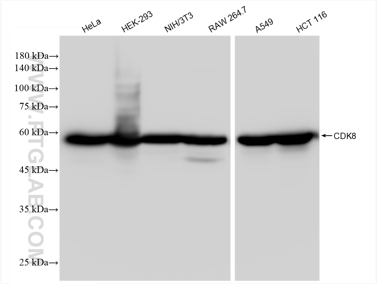 Western Blot (WB) analysis of various lysates using CDK8 Recombinant antibody (83621-6-RR)