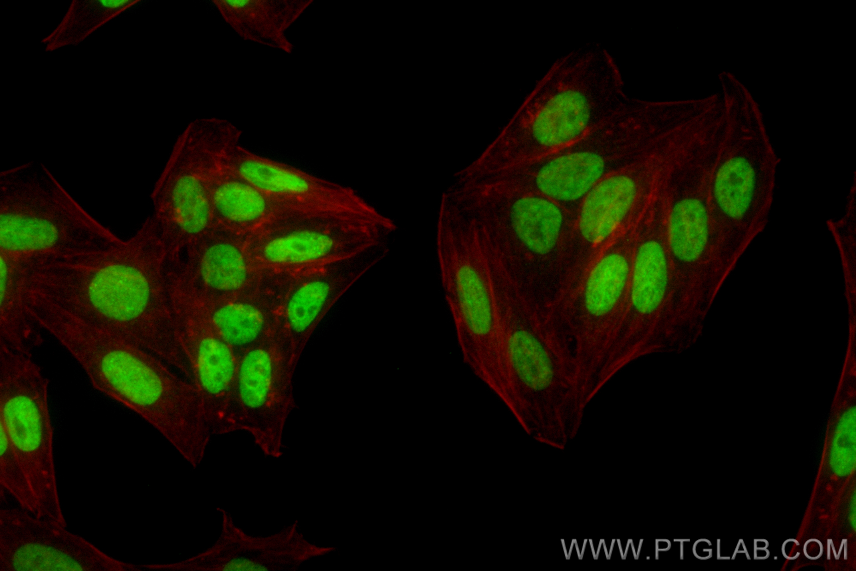 Immunofluorescence (IF) / fluorescent staining of HepG2 cells using CoraLite® Plus 488-conjugated CDK8 Recombinant ant (CL488-83621-6)