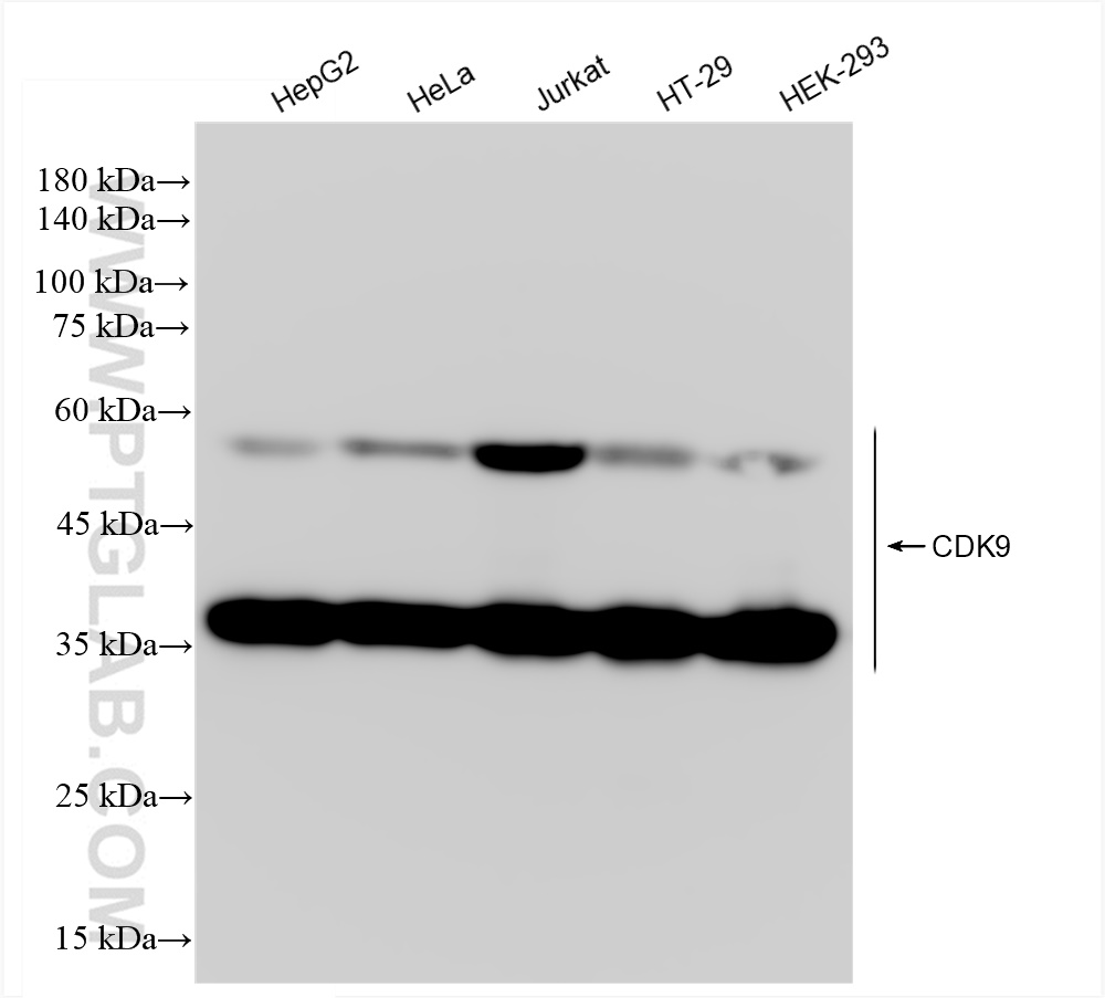 Western Blot (WB) analysis of various lysates using CDK9 Recombinant antibody (83662-2-RR)