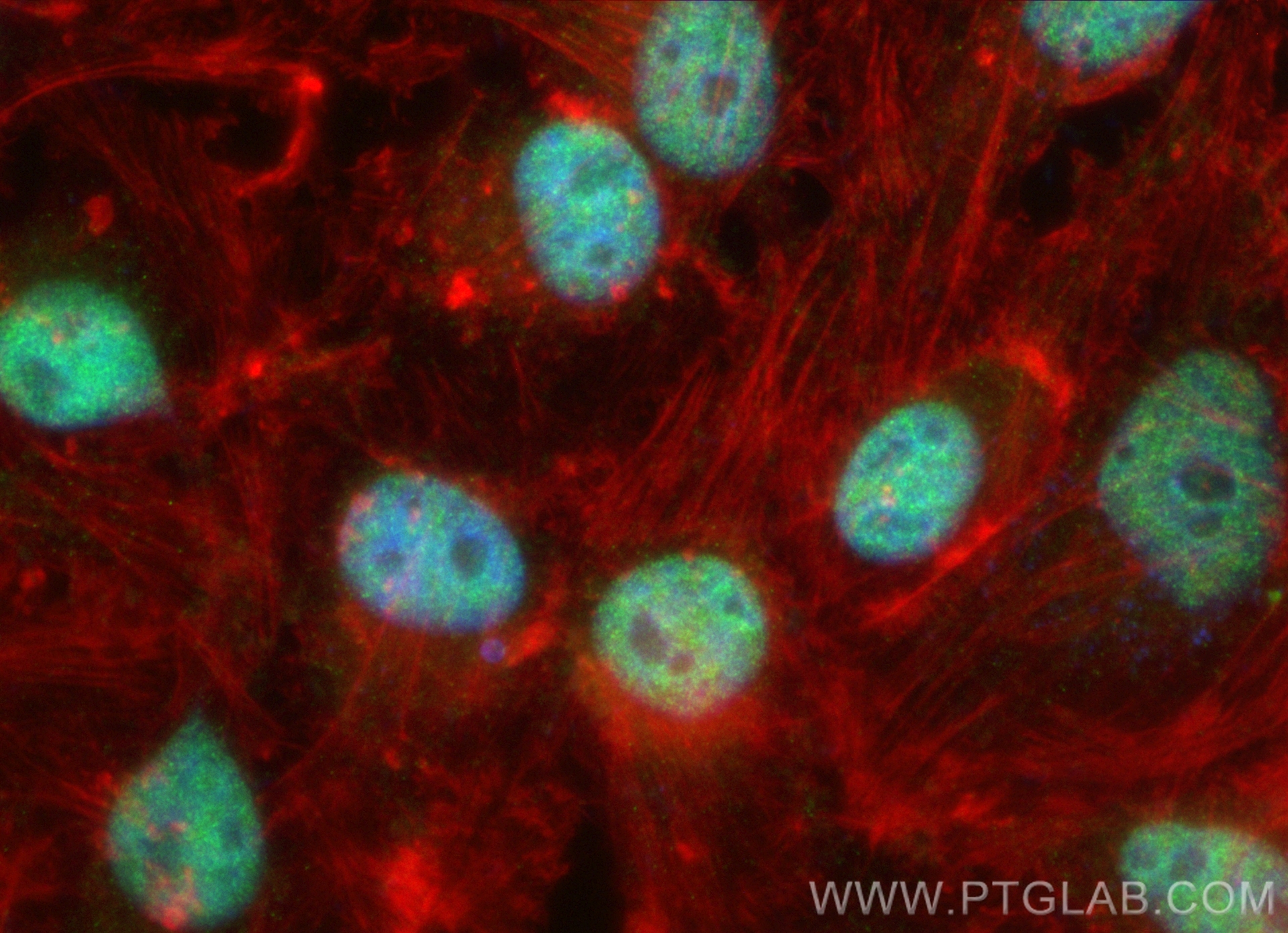 Immunofluorescence (IF) / fluorescent staining of HeLa cells using CoraLite® Plus 488-conjugated CDK9 Recombinant ant (CL488-83662-7)