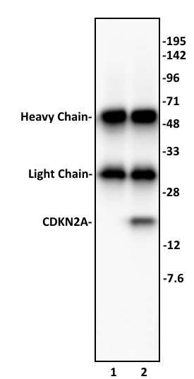 CDKN2A antibody (pAb) tested by Immunoprecipitation. 10 ul of CDKN2A antibody was used to immunoprecipitate CDKN2A from 400 ug of HeLa whole cell extract (lane 2). 10 ul of rabbit IgG was used as a negative control (lane 1). The immunoprecipitated protein was detected by Western blotting using the CDKN2A antibody at a dilution of 1:500.