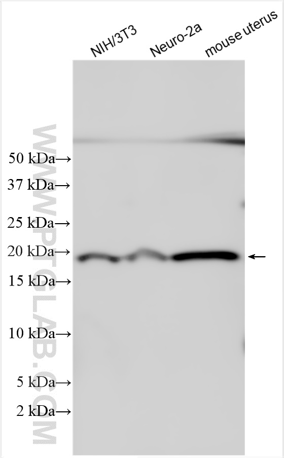 Western Blot (WB) analysis of various lysates using CDKN2A/p19ARF Polyclonal antibody (28416-1-AP)