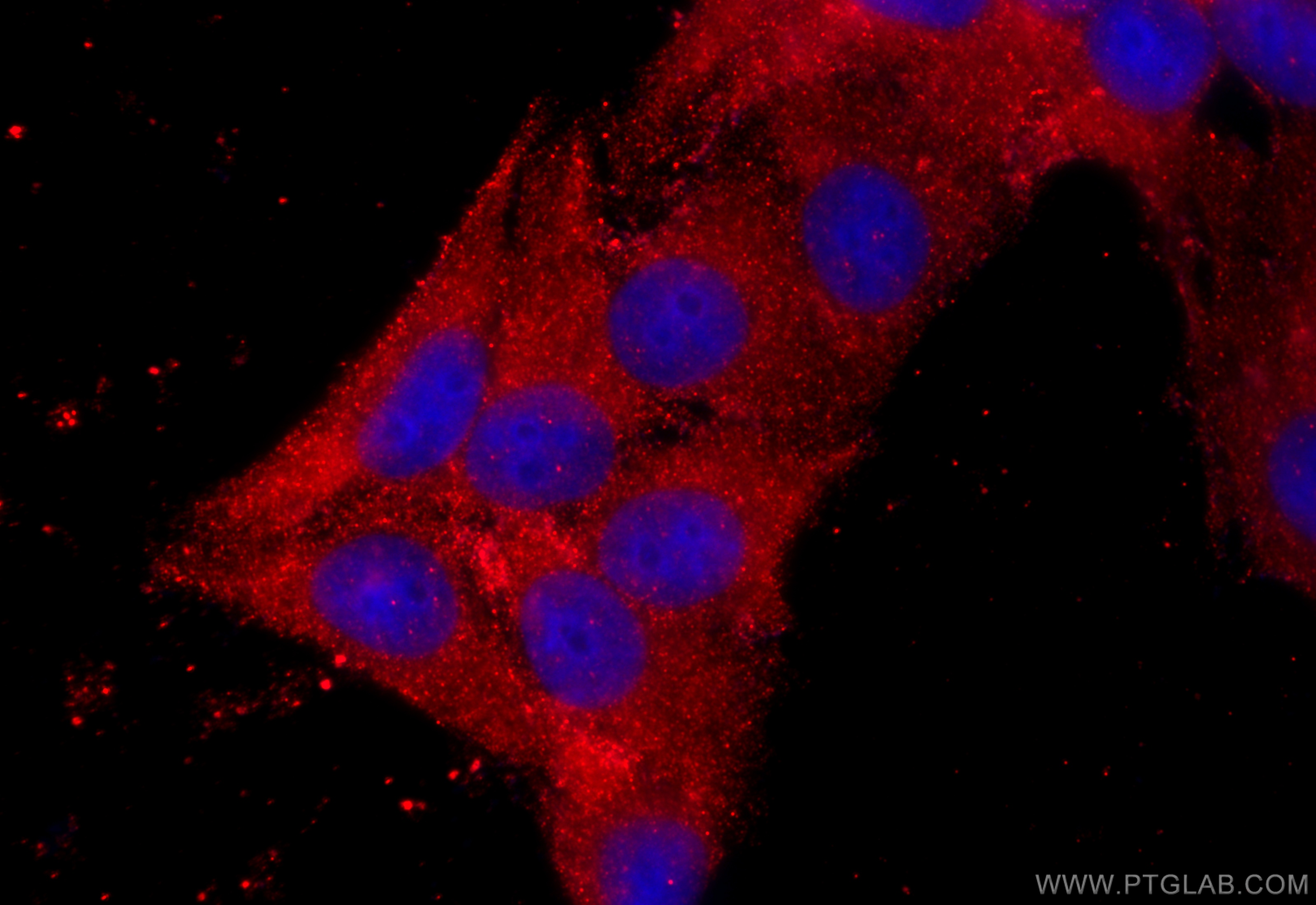 Immunofluorescence (IF) / fluorescent staining of HepG2 cells using CDO1 Polyclonal antibody (12589-1-AP)