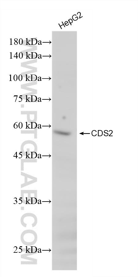 Western Blot (WB) analysis of various lysates using CDS2 Recombinant antibody (85162-4-RR)