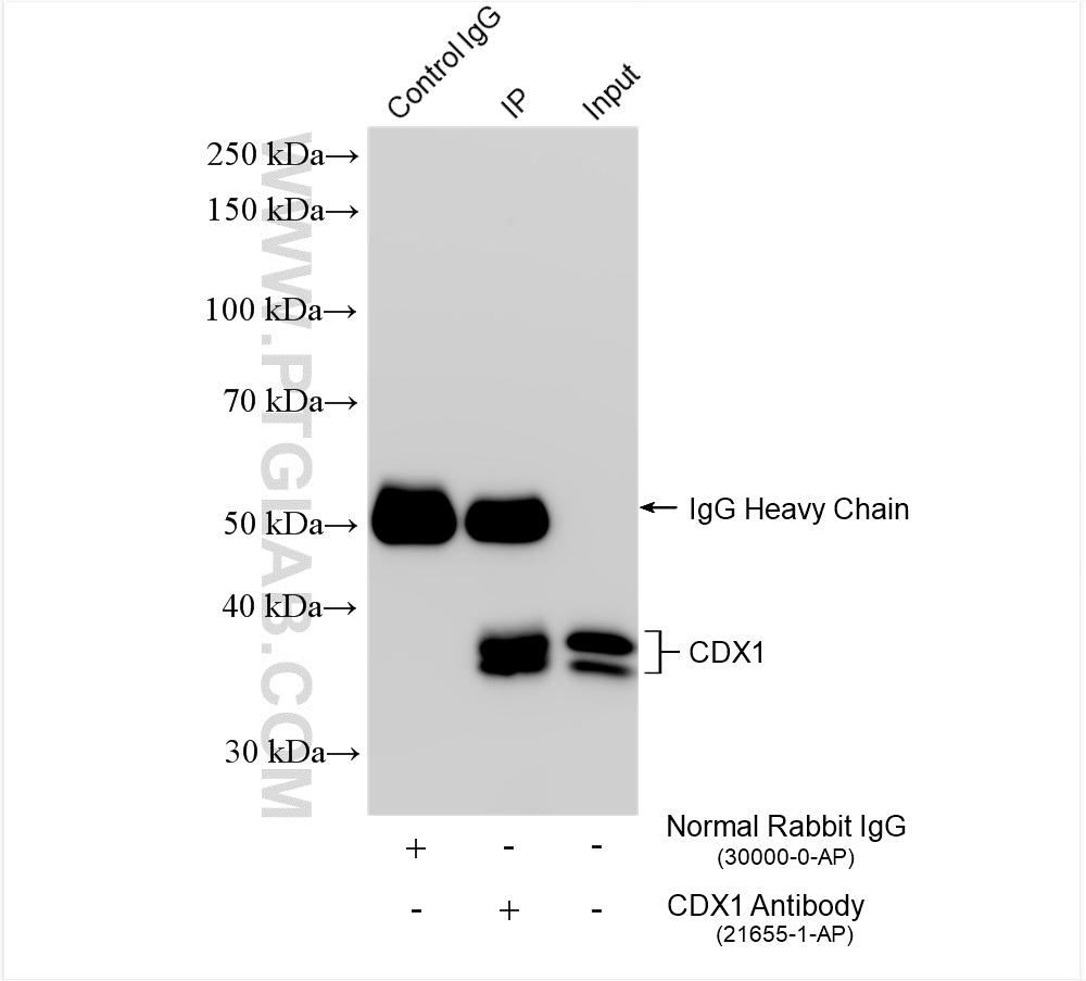 Immunoprecipitation (IP) experiment of Caco-2 cells using CDX1 Polyclonal antibody (21655-1-AP)