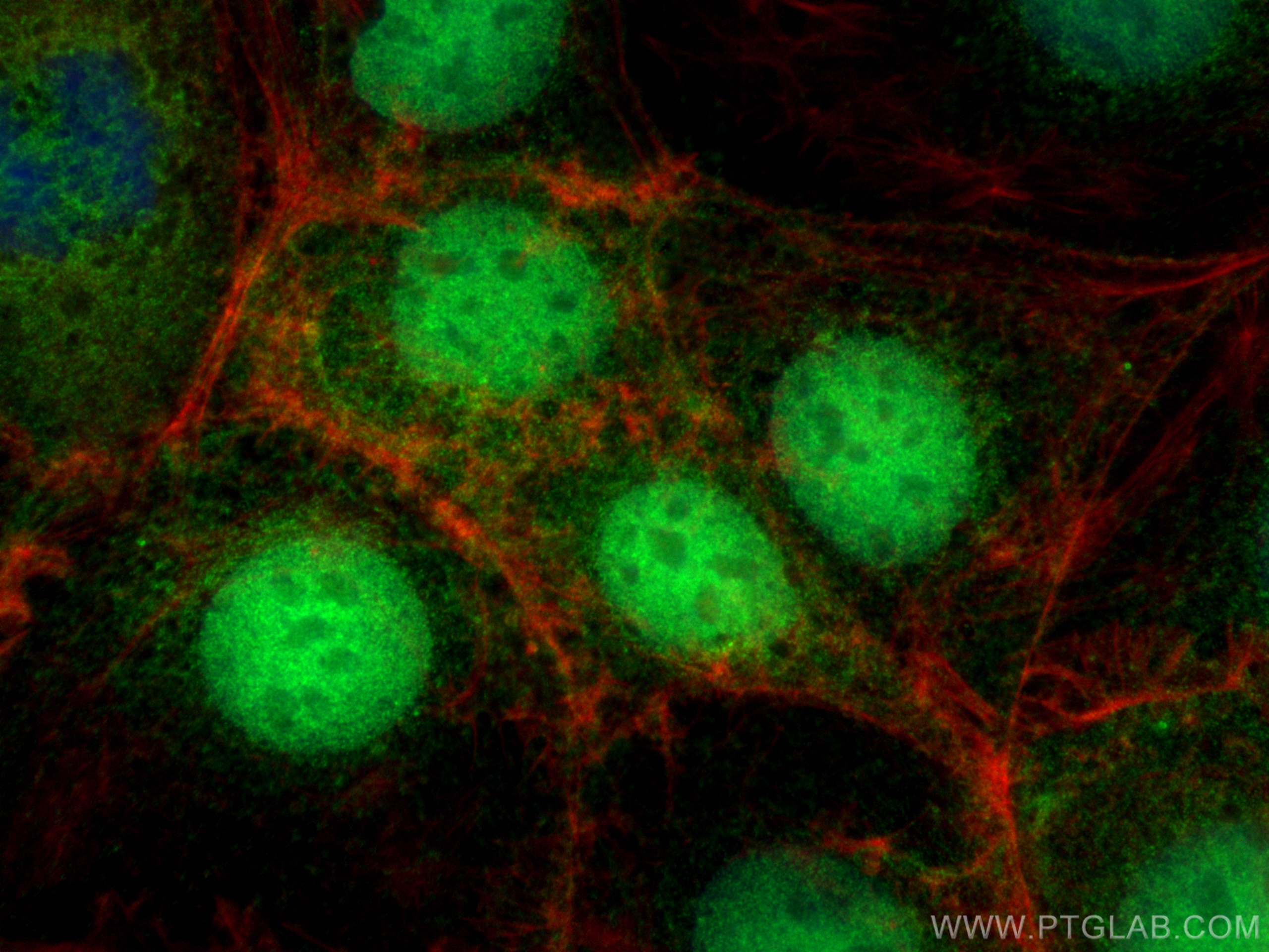 Immunofluorescence (IF) / fluorescent staining of Caco-2 cells using CDX2 Polyclonal antibody (55286-1-AP)