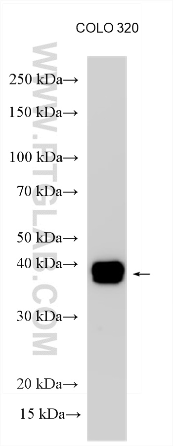 Western Blot (WB) analysis of COLO 320 cells using CDX2 Polyclonal antibody (55286-1-AP)