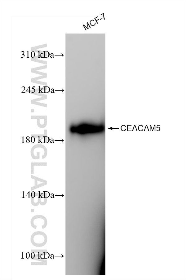 Western Blot (WB) analysis of MCF-7 cells using CEA Recombinant antibody (83653-5-RR)