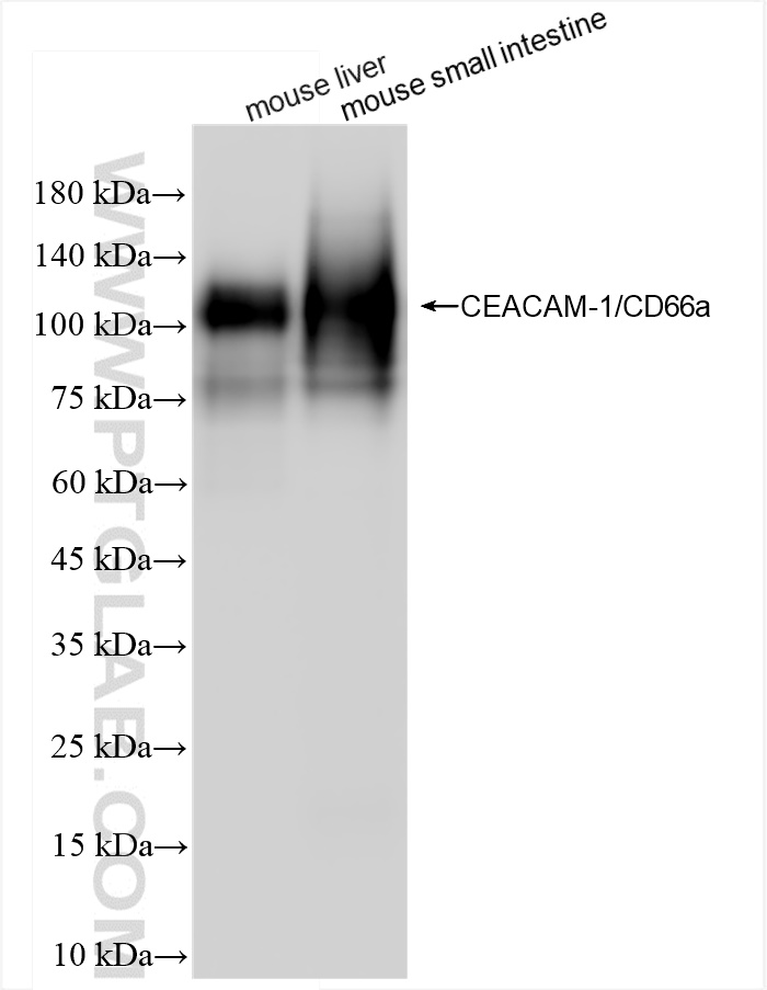 Western Blot (WB) analysis of various lysates using CEACAM1/CD66a Recombinant antibody (84409-4-RR)