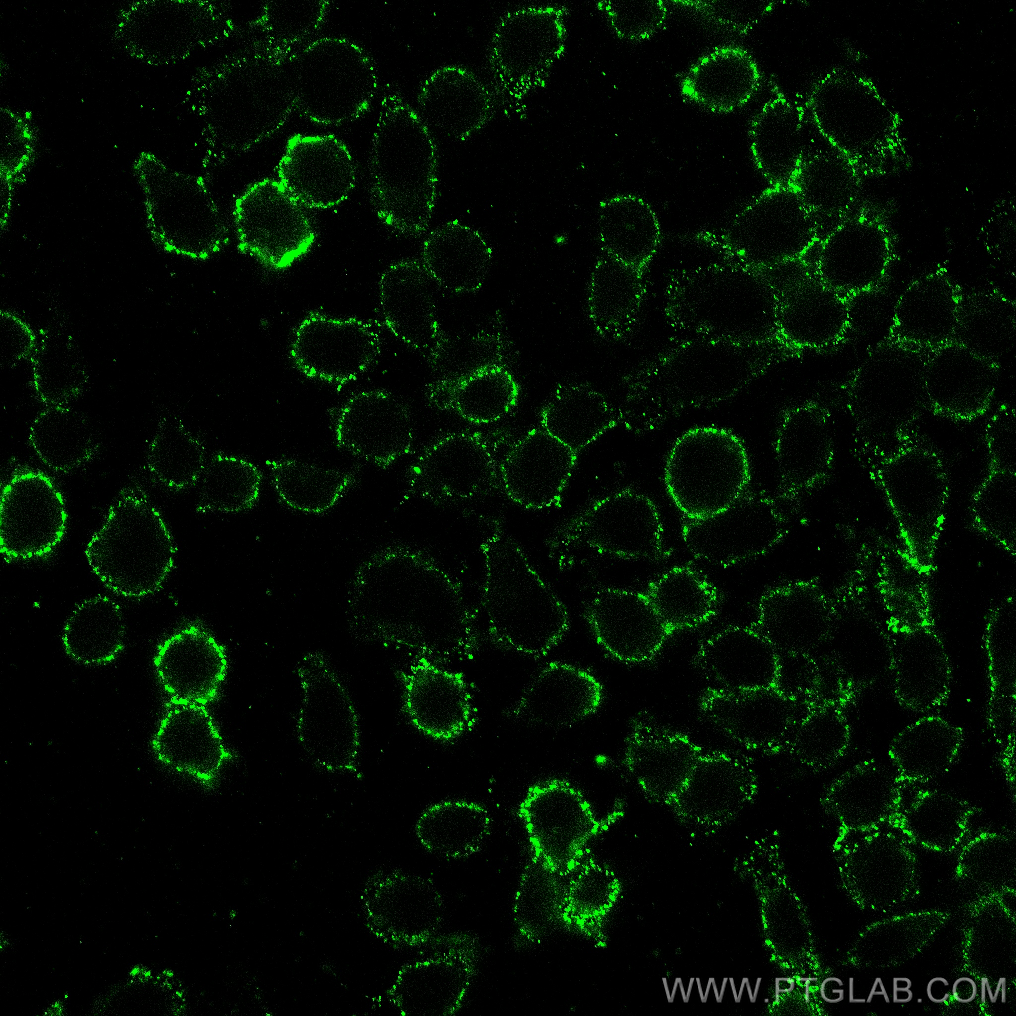 Immunofluorescence (IF) / fluorescent staining of HT-29 cells using CEACAM1/CD66a Monoclonal antibody (68653-1-Ig)