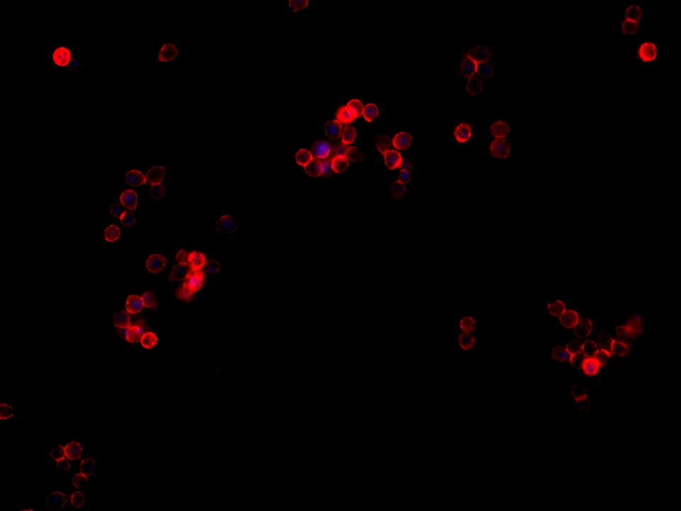 Immunofluorescence (IF) / fluorescent staining of HT-29 cells using CEACAM1/CD66a Monoclonal antibody (68653-1-Ig)