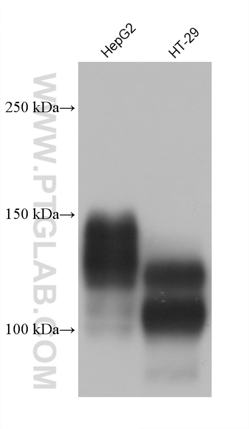 Western Blot (WB) analysis of various lysates using CEACAM1/CD66a Monoclonal antibody (68653-1-Ig)