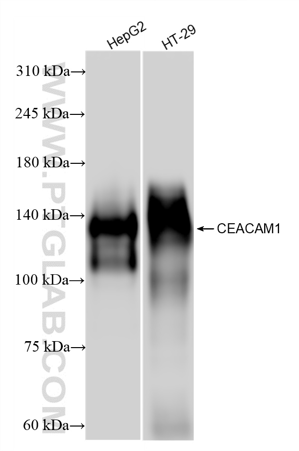 Western Blot (WB) analysis of various lysates using CEACAM1 Recombinant antibody (83524-3-RR)