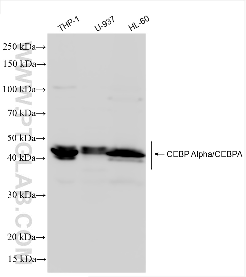 Western Blot (WB) analysis of various lysates using CEBP Alpha/CEBPA Recombinant antibody (84668-2-RR)