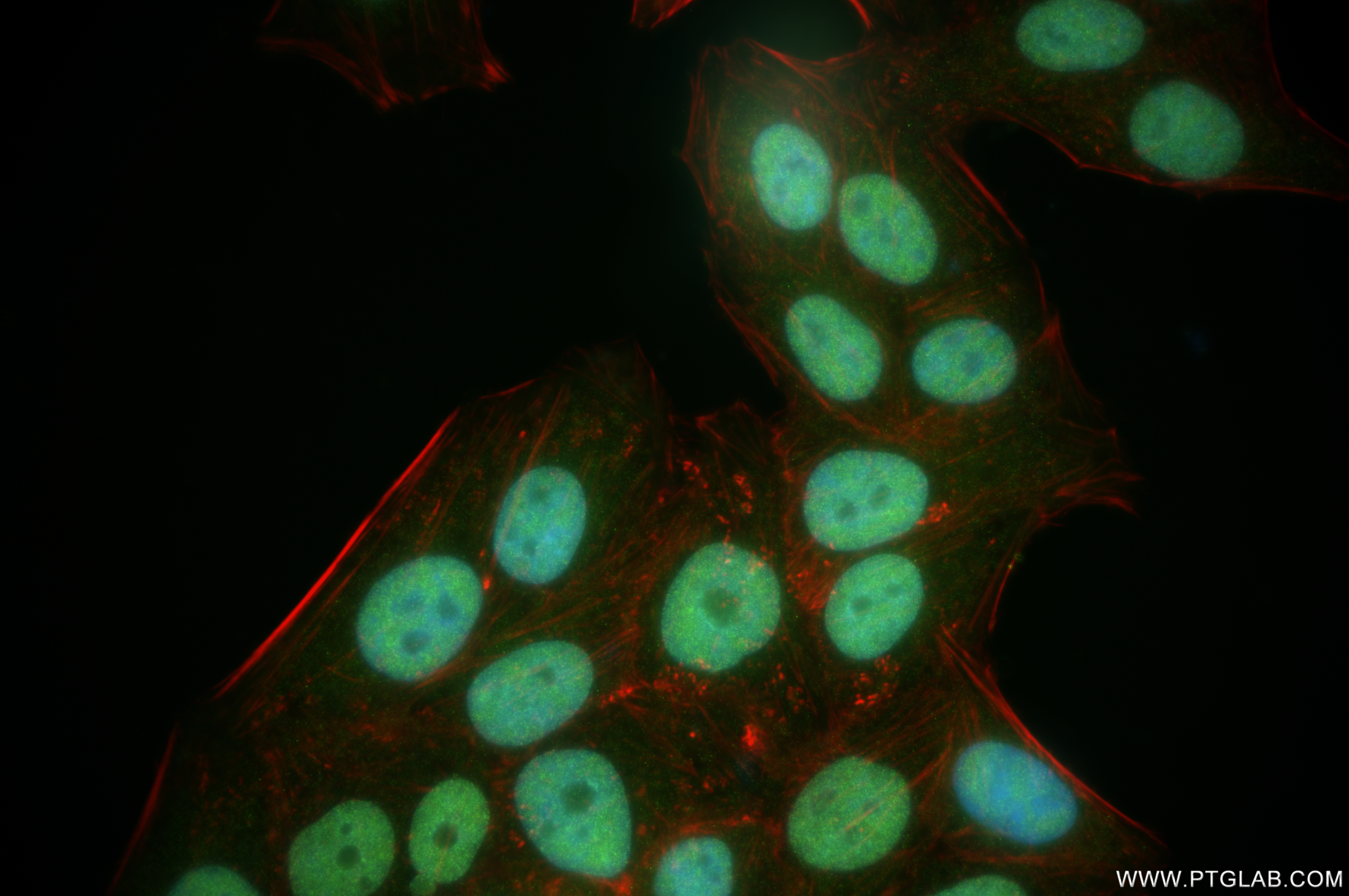 Immunofluorescence (IF) / fluorescent staining of HepG2 cells using CEBPA Recombinant antibody (84668-4-RR)