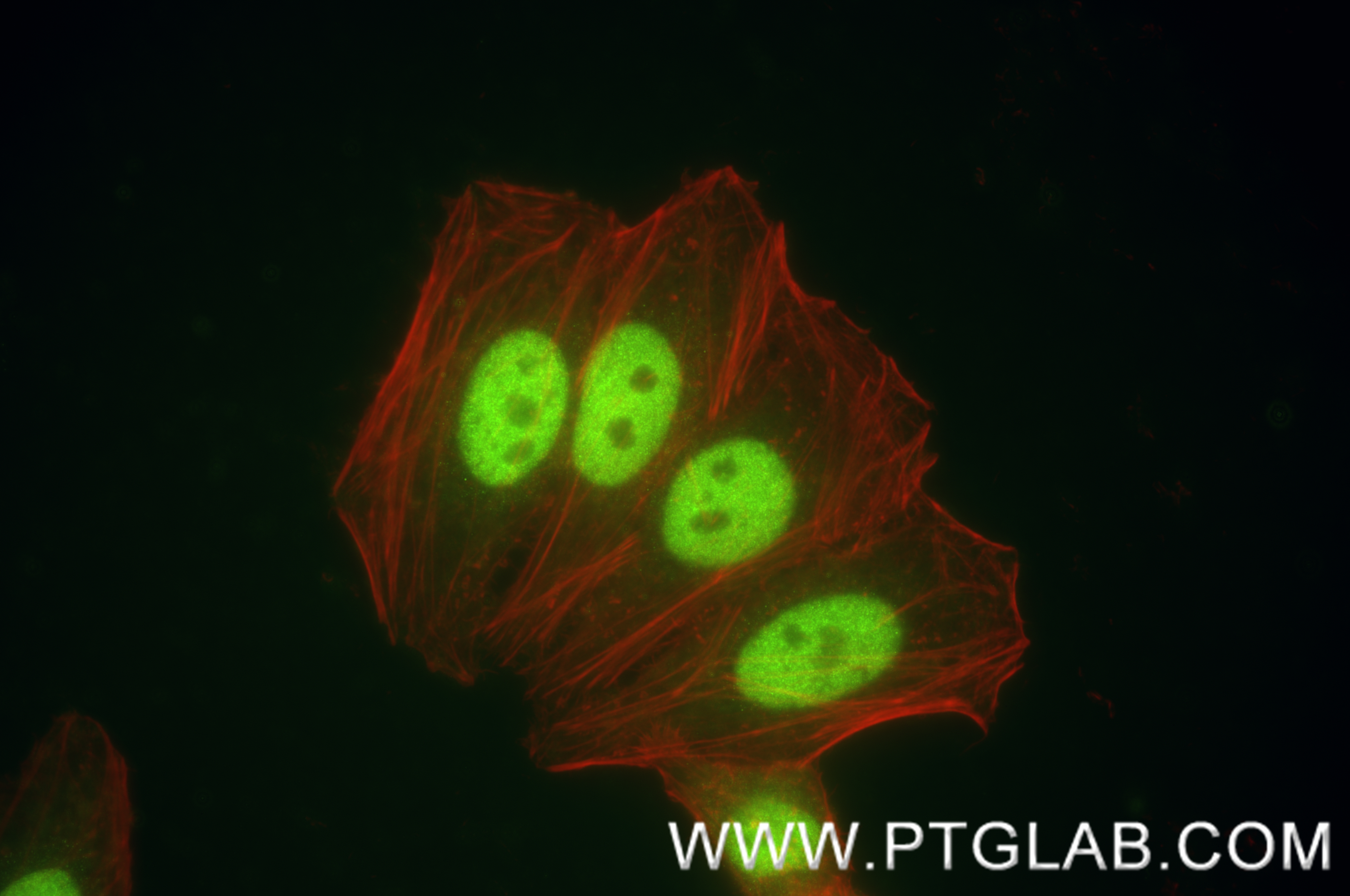 Immunofluorescence (IF) / fluorescent staining of HepG2 cells using CEBP Alpha/CEBPA Recombinant antibody (84668-4-RR)