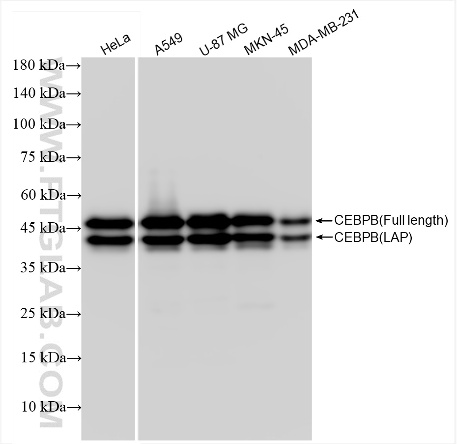 Western Blot (WB) analysis of various lysates using CEBPB Recombinant antibody (83791-6-RR)