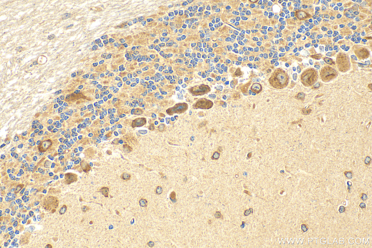 Immunohistochemistry (IHC) staining of mouse cerebellum tissue using CELSR3 Polyclonal antibody (28835-1-AP)