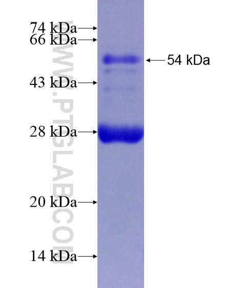 CELSR3 fusion protein Ag28746 SDS-PAGE