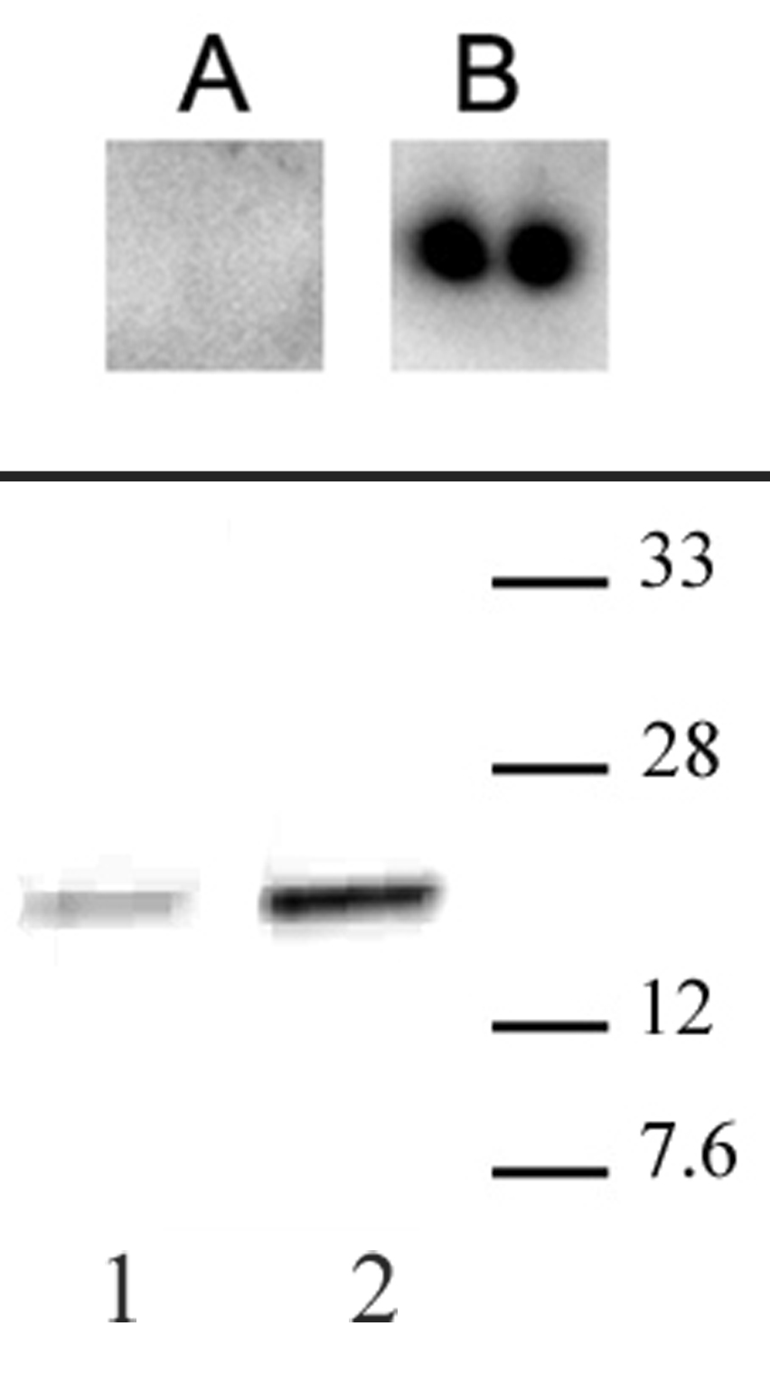 CENP-A phospho Ser18 antibody (pAb) tested by Western blot. Top: Recombinant CENP-A (20 ng) was probed with CENP-A phospho Ser18 antibody (1:100 dilution) (A) or with anti-centromere antibody (ACA) (B). CENP-A phospho Ser18 antibody does not detect recombinant CENP-A. Bottom: HeLa nuclear extract (20 ug) was probed with CENP-A phospho Ser18 antibody (1:250 dilution). Lane 1: CENP-A phospho-Ser18 antibody. Lane 2: anti-centromere antibody (ACA).