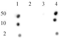 CENP-A phospho Ser18 antibody (pAb) tested by dot blot analysis. Dot blot analysis was used to confirm the specificity of CENP-A phospho Ser18 antibody. Peptides corresponding to the immunogen and related proteins were spotted onto PVDF and probed with the antibody at 1:750. The amount of peptide (picomoles) spotted is indicated next to each row. Lane 1: CENP-A phospho Ser 16 and phospho Ser18. Lane 2: CENP-A unmodified. Lane 3: CENP-A phospho Ser 16. Lane 4: CENP-A phospho Ser 18.