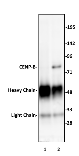 CENP-B antibody (pAb) tested by Immunoprecipitation. 10 ul of CENP-B antibody was used to immunoprecipitate CENP-B from 250 ug of HeLa nuclear cell extract (lane 2). 10 ul of rabbit IgG was used as a negative control (lane 1). The immunoprecipitated protein was detected by Western blotting using the CENP-B antibody at a dilution of 1:500.