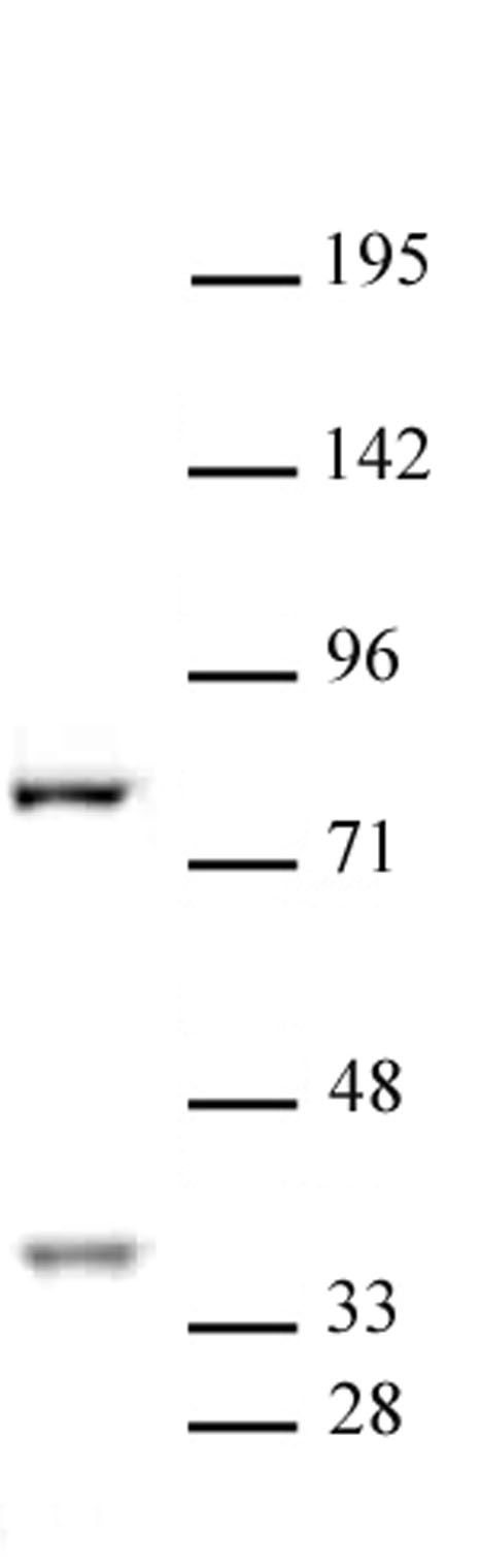 CENP-B antibody (pAb) tested by Western blot. CENP-B detection by Western blot. The analysis was performed using 30 ug HeLa nuclear cell extract and CENP-B at a 1:500 dilution.