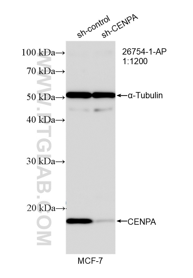 Western Blot (WB) analysis of MCF-7 cells using CENPA Polyclonal antibody (26754-1-AP)