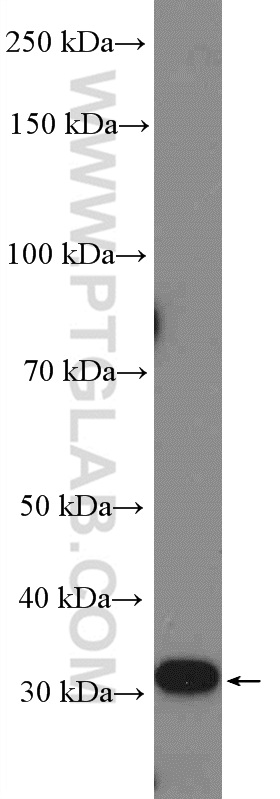 Western Blot (WB) analysis of HeLa cells using CENPK Polyclonal antibody (26208-1-AP)