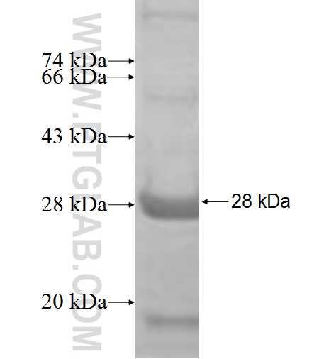 CEP27 fusion protein Ag9195 SDS-PAGE