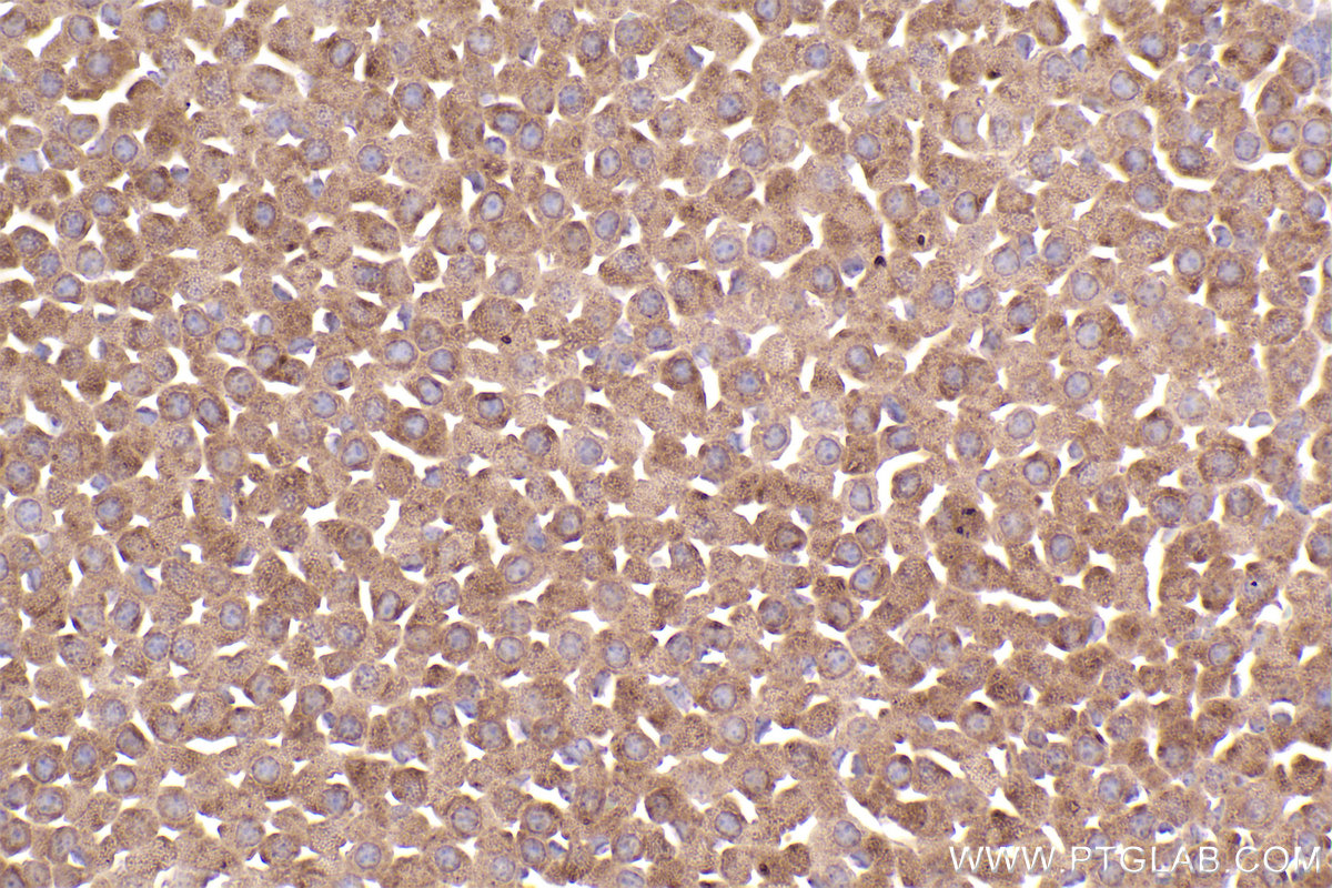 Immunohistochemistry (IHC) staining of mouse adrenal gland tissue using CEP55 Monoclonal antibody (67460-1-Ig)