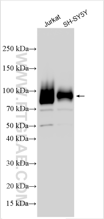 Western Blot (WB) analysis of various lysates using CEP68 Polyclonal antibody (15147-1-AP)