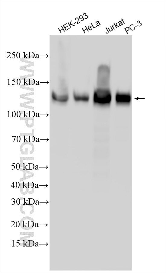Western Blot (WB) analysis of various lysates using CEP97 Polyclonal antibody (22050-1-AP)