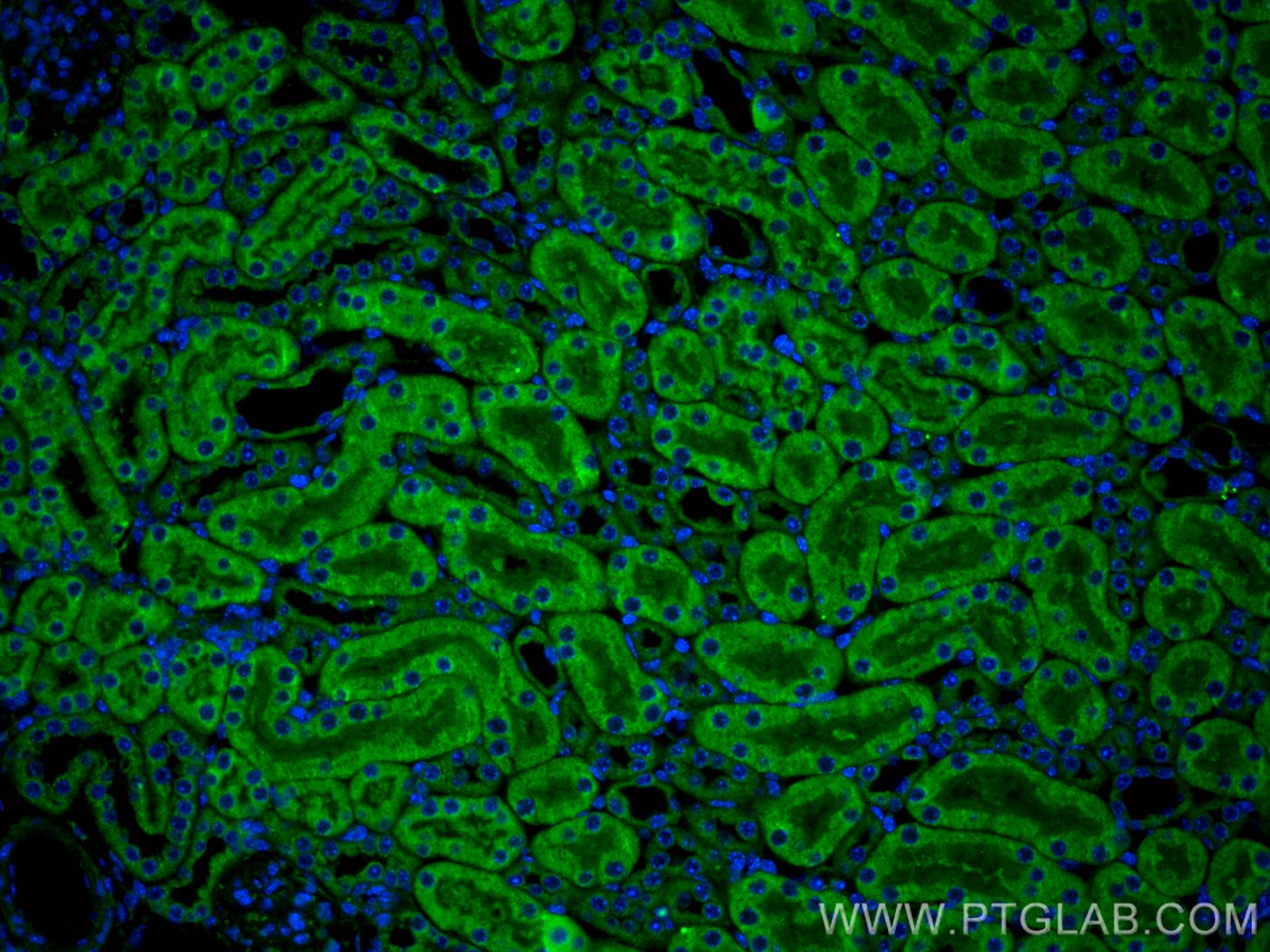 Immunofluorescence (IF) / fluorescent staining of mouse kidney tissue using CER1 Polyclonal antibody (18879-1-AP)