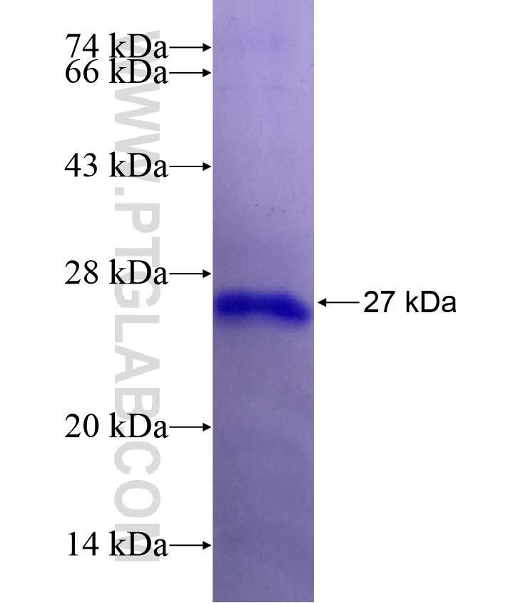 CER1 fusion protein Ag28753 SDS-PAGE