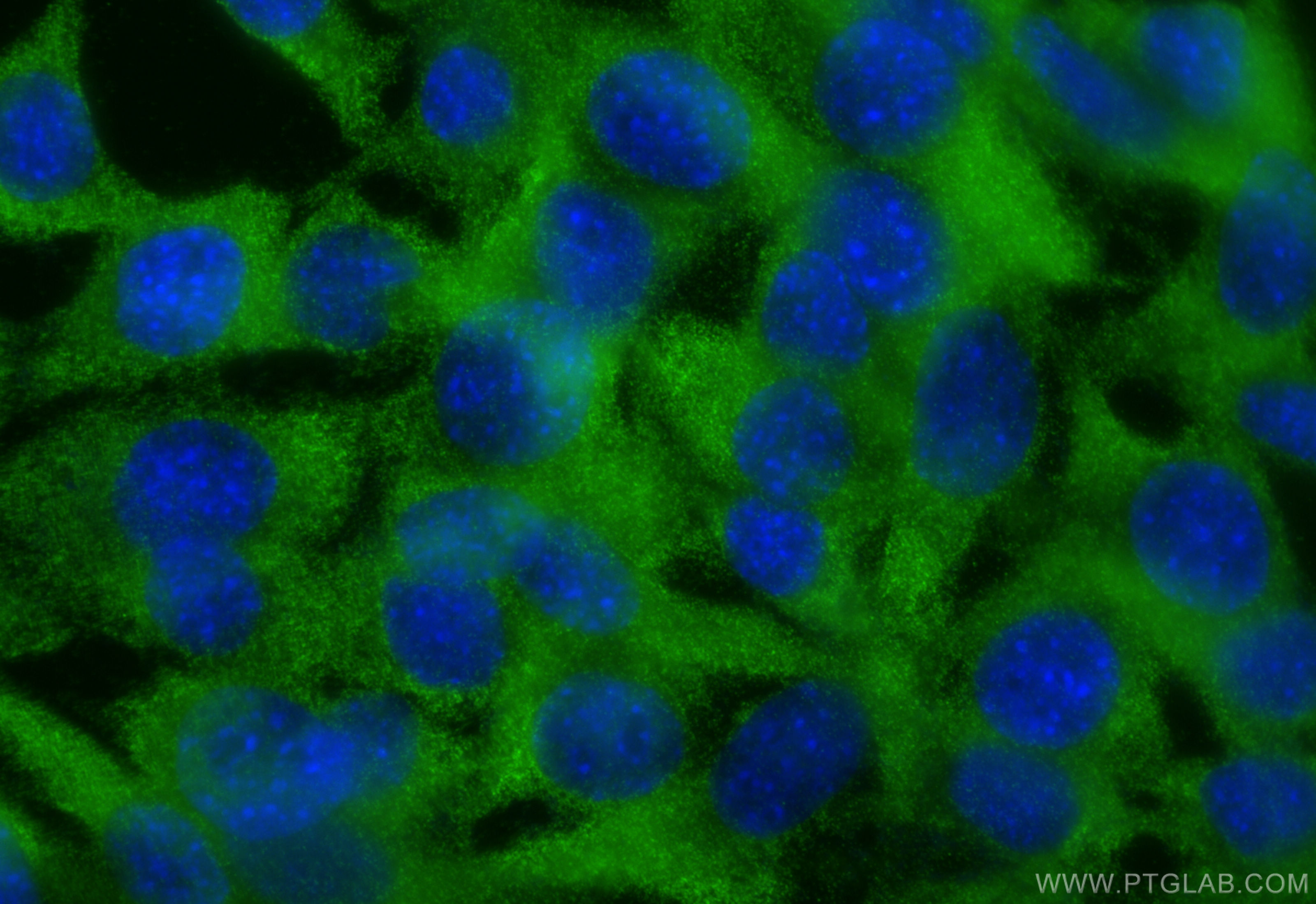 Immunofluorescence (IF) / fluorescent staining of C2C12 cells using CES1 Polyclonal antibody (16912-1-AP)