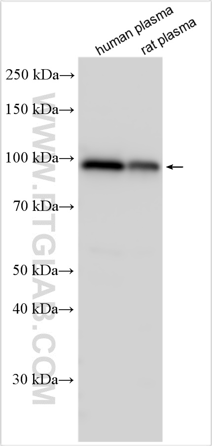 Western Blot (WB) analysis of various lysates using Complement factor B Polyclonal antibody (10170-1-AP)