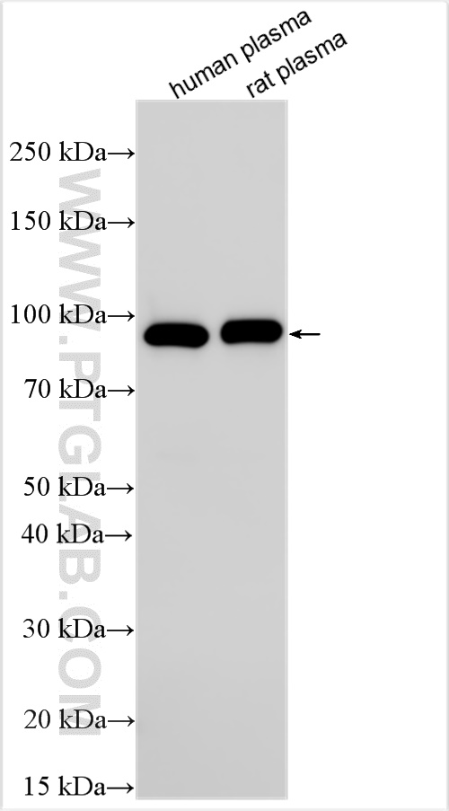 Western Blot (WB) analysis of various lysates using Complement factor B Polyclonal antibody (10170-1-AP)