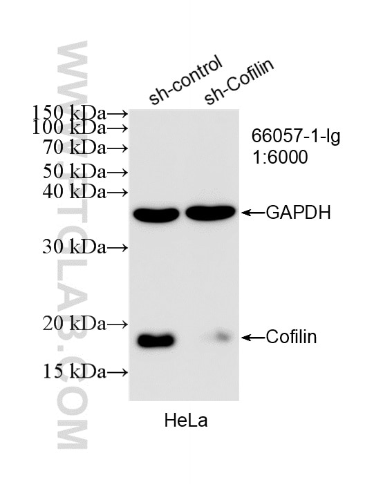 Western Blot (WB) analysis of HeLa cells using Cofilin Monoclonal antibody (66057-1-Ig)