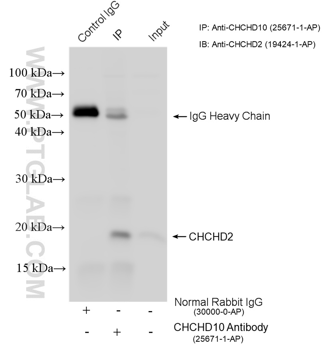 CoIP experiment of HepG2 cells using CHCHD10 Polyclonal antibody (25671-1-AP)