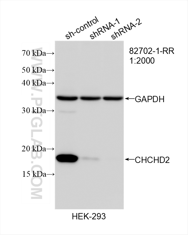 Western Blot (WB) analysis of HEK-293 cells using CHCHD2 Recombinant antibody (82702-1-RR)