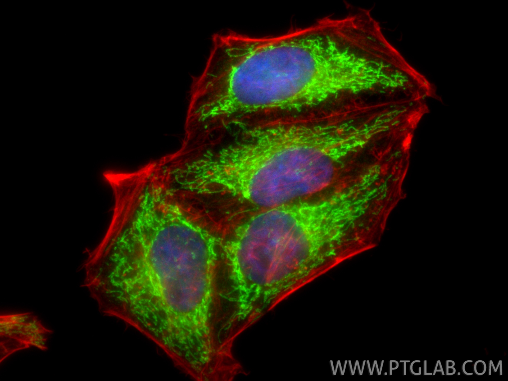 Immunofluorescence (IF) / fluorescent staining of HepG2 cells using CHCHD3/MIC19 Polyclonal antibody (25625-1-AP)