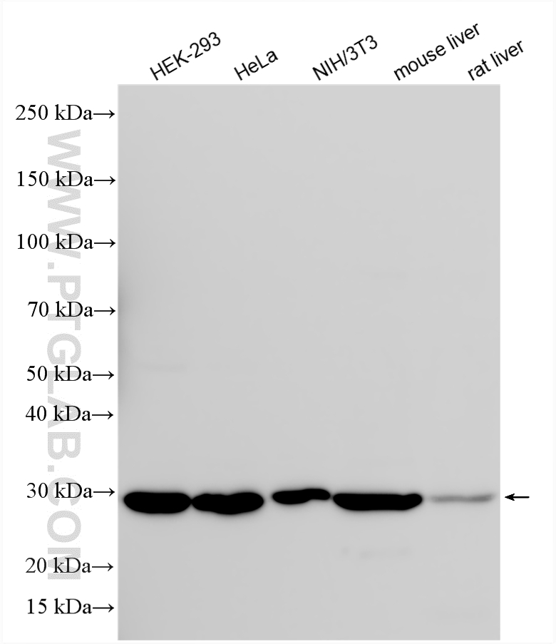 Western Blot (WB) analysis of various lysates using CHCHD3/MIC19 Polyclonal antibody (25625-1-AP)